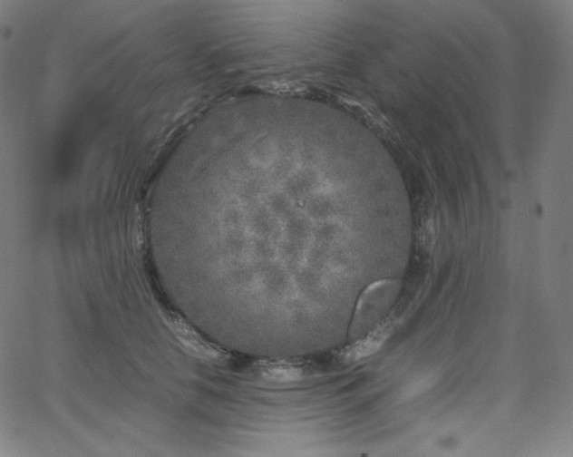 X0000066100658200603101142