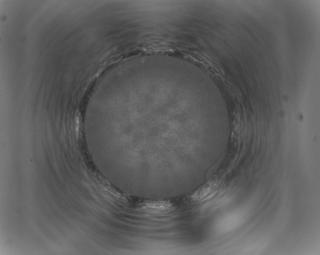 X0000066100659200603101142