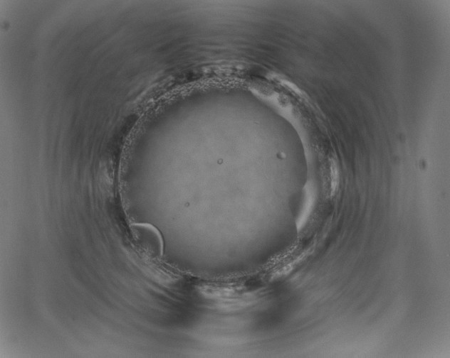 X0000066100661200603101142