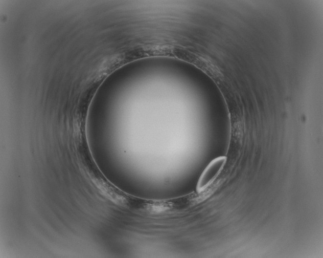 X0000066100662200603101142