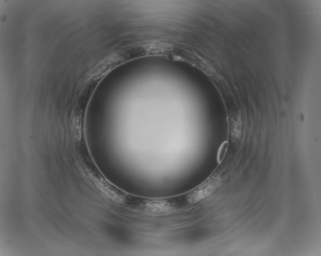 X0000066100666200603101142