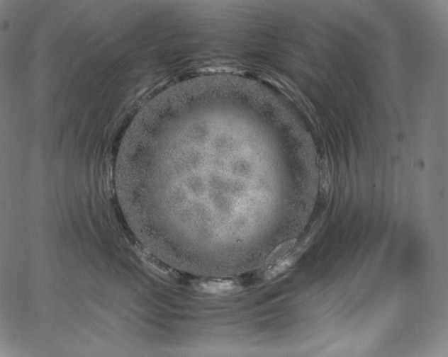 X0000066100669200603101142