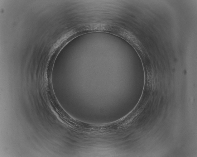 X0000066100674200603101142