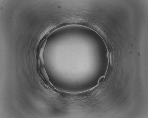 X0000066100675200603101142