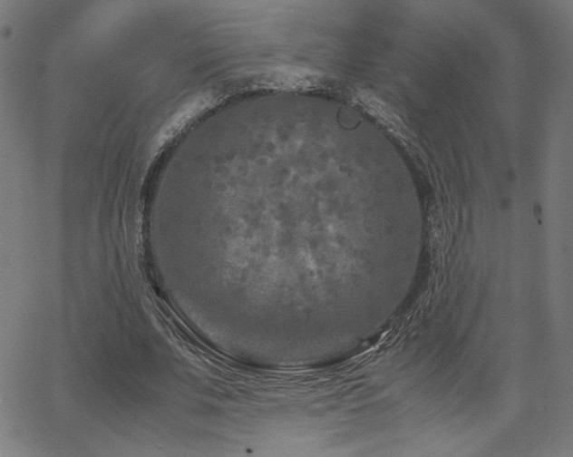 X0000066100679200603101142