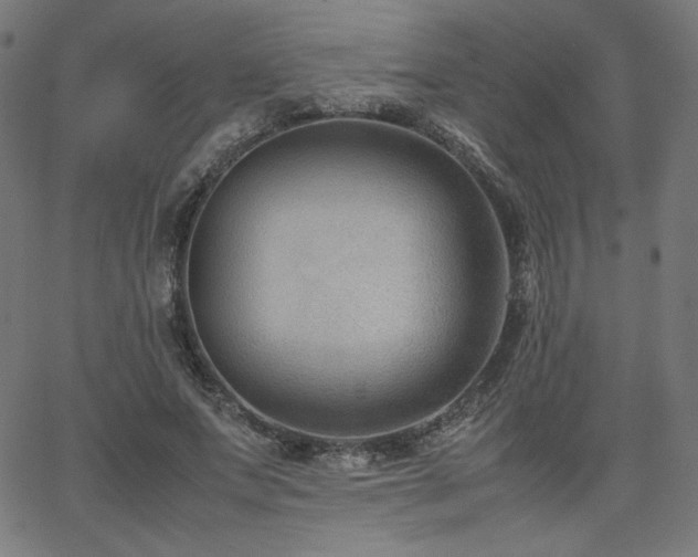 X0000066100687200603101141