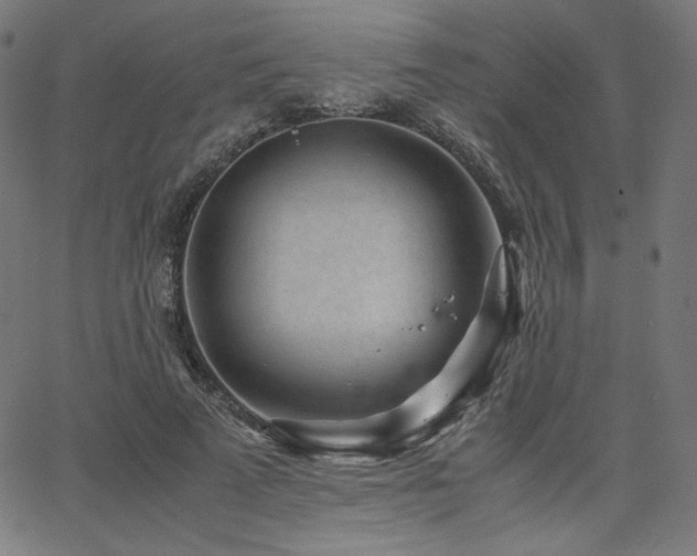 X0000066100689200603101141