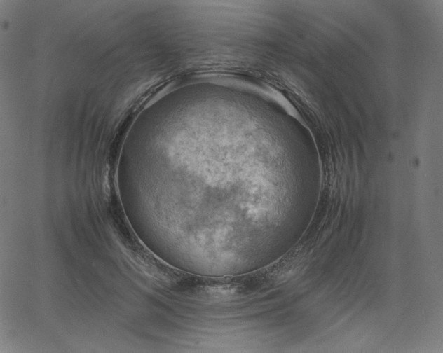 X0000066100692200603101141