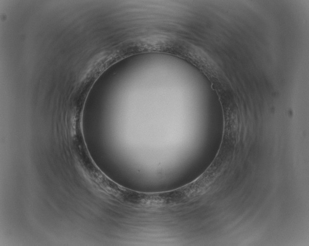 X0000066100694200603101141