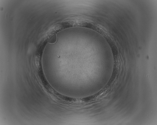 X0000066100695200603101141