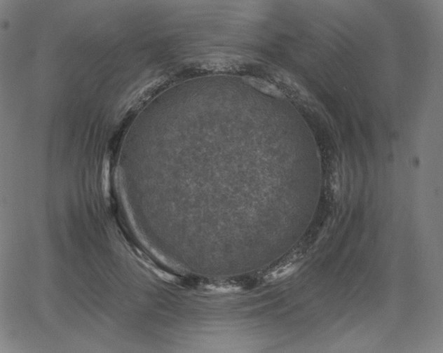 X0000066100696200603101141