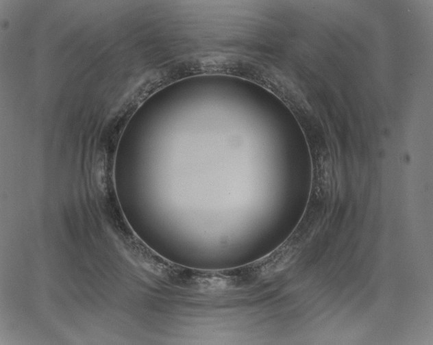 X0000066100698200603101141