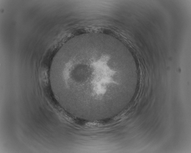 X0000066100699200603101141