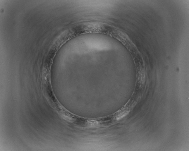 X0000066100701200603101141