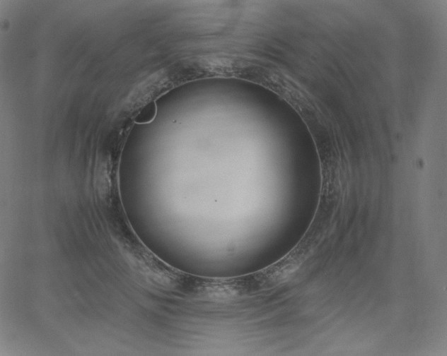 X0000066100702200603101141