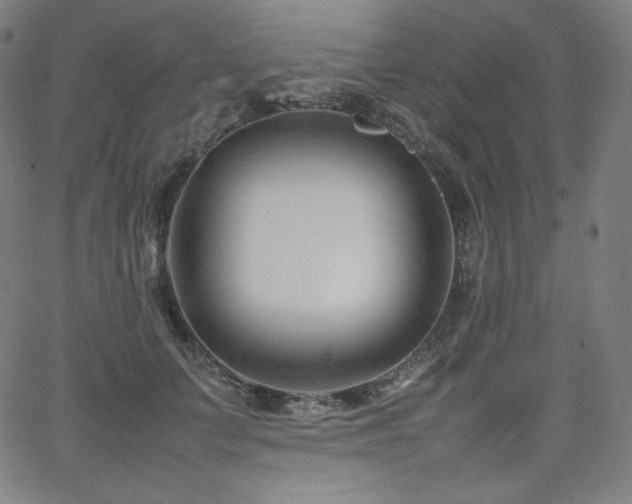 X0000066100703200603101141