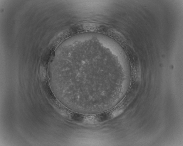 X0000066100705200603101141