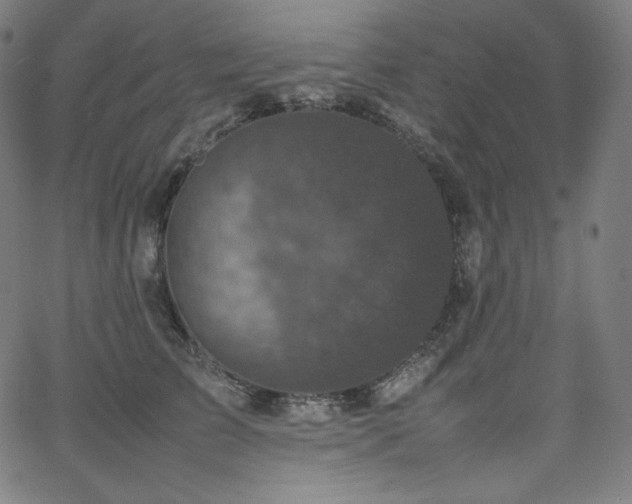 X0000066100709200603101141