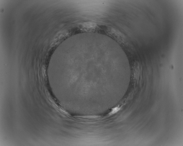 X0000066100711200603101141