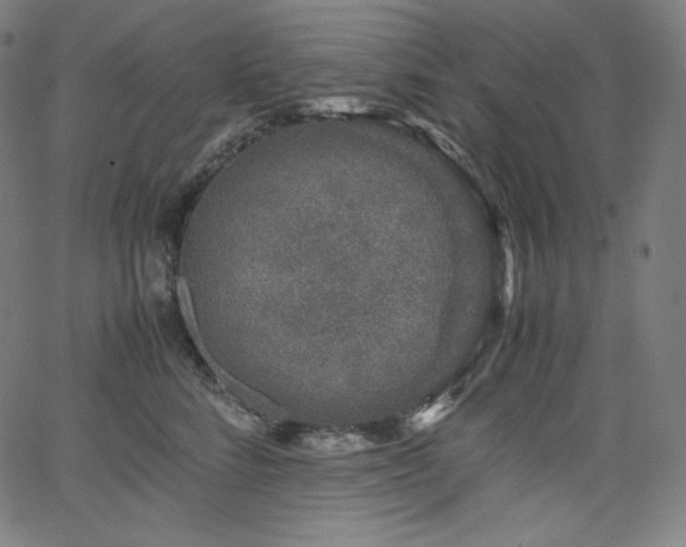 X0000066100712200603101141