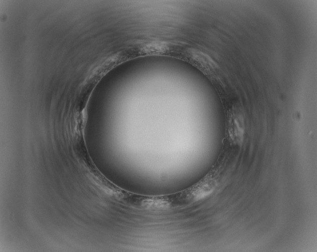 X0000066100714200603101141