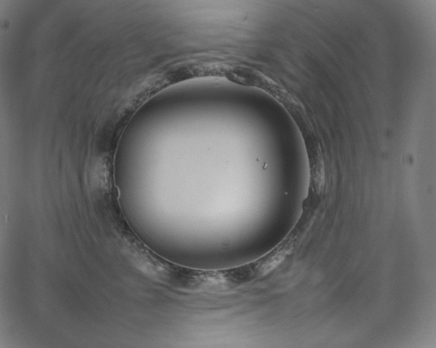 X0000066100715200603101141