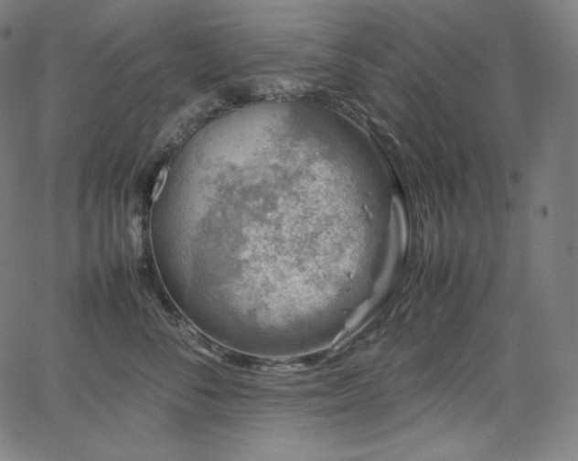 X0000066100716200603101141