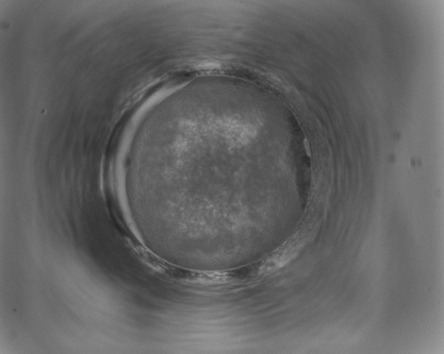 X0000066100720200603101141