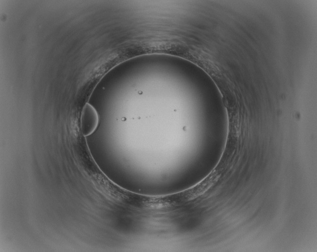 X0000066100746200603101141