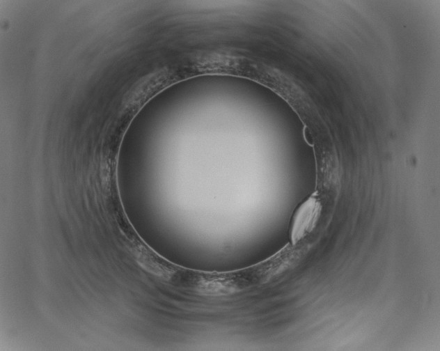 X0000066100753200603101141