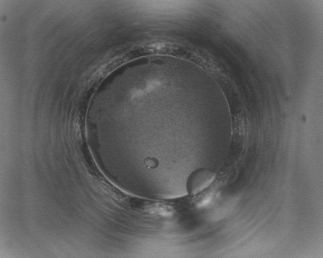 X0000066100754200603101141