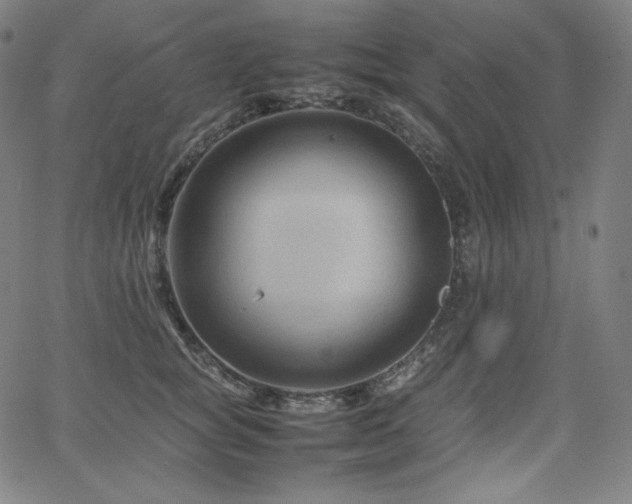 X0000066100757200603101141