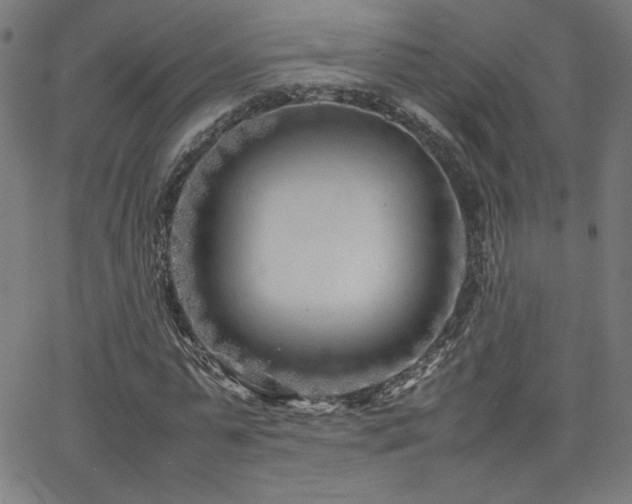 X0000066100775200603101140