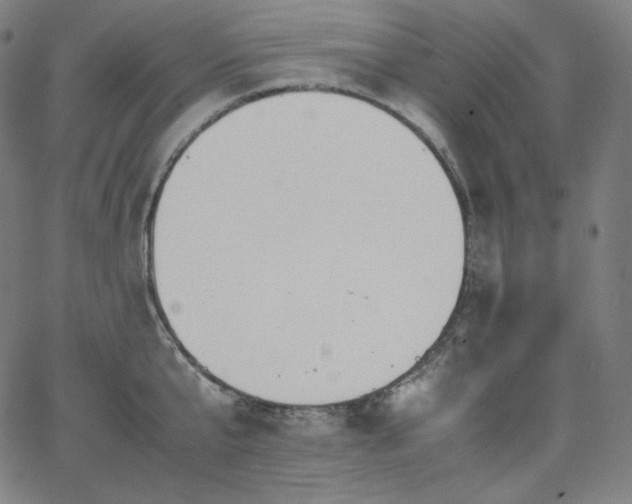 X0000066100807200603101140