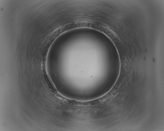 X0000066100821200603101139