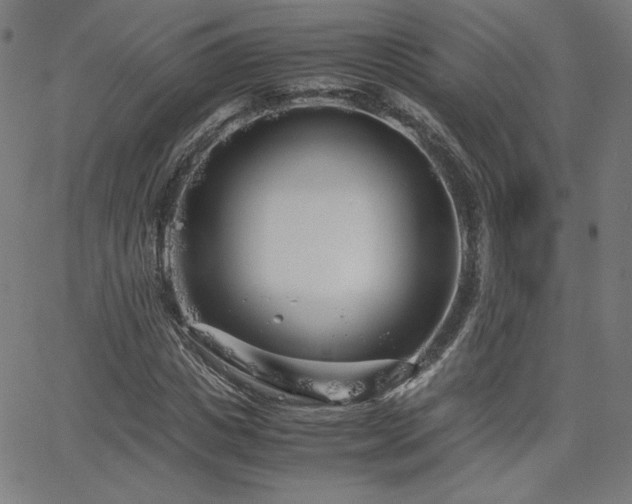 X0000066100825200603101139