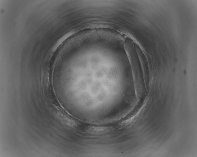 X0000066100829200603101139