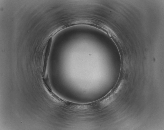 X0000066100849200603101139