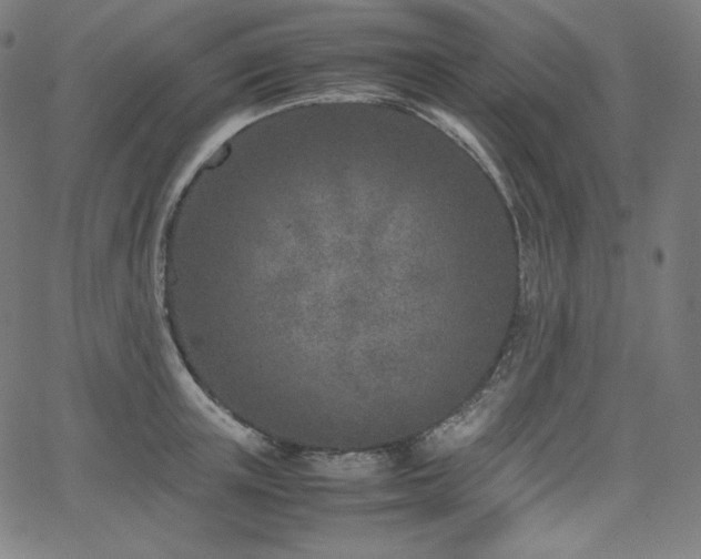 X0000066100851200603101139