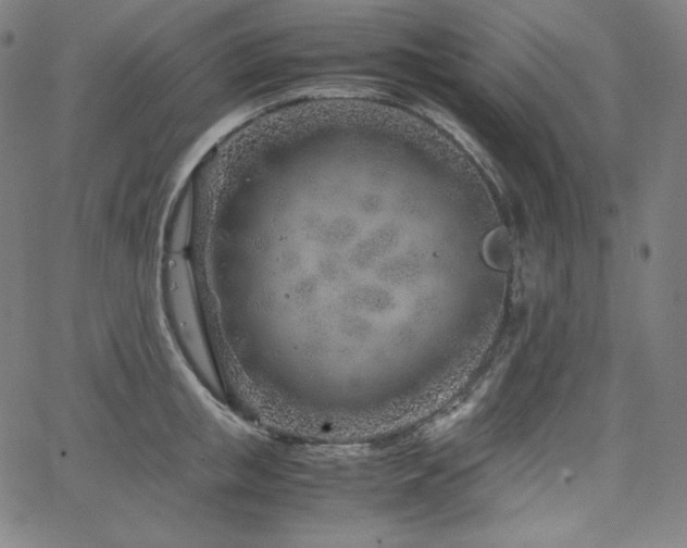 X0000066100853200603101139