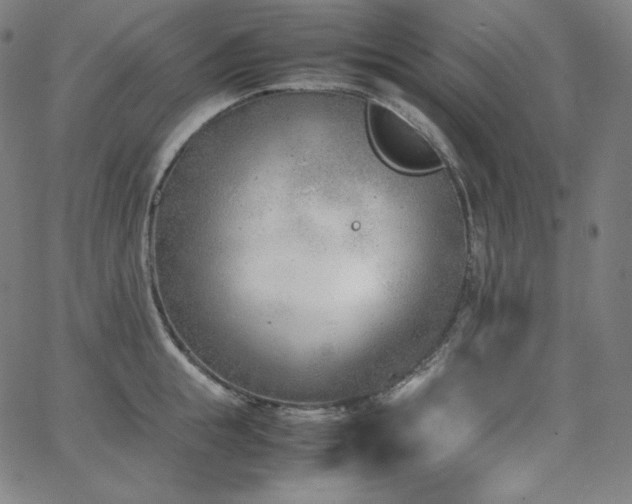 X0000066100855200603101139