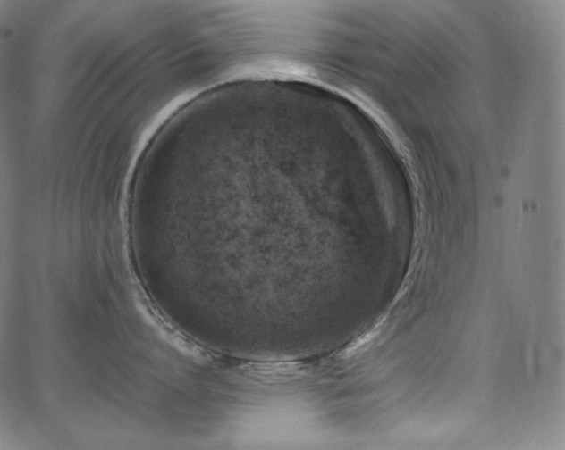 X0000066100864200603101139