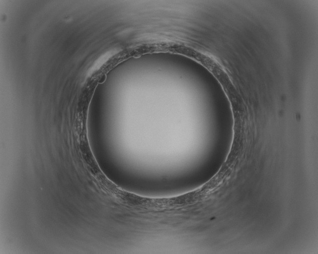 X0000066100871200603101138