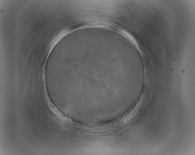 X0000066100907200603101138