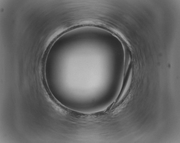 X0000066100991200603101137