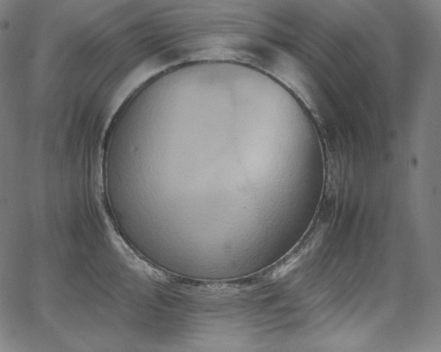 X0000066101000200603101136