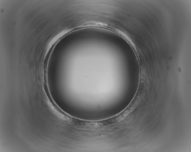 X0000066101003200603101136