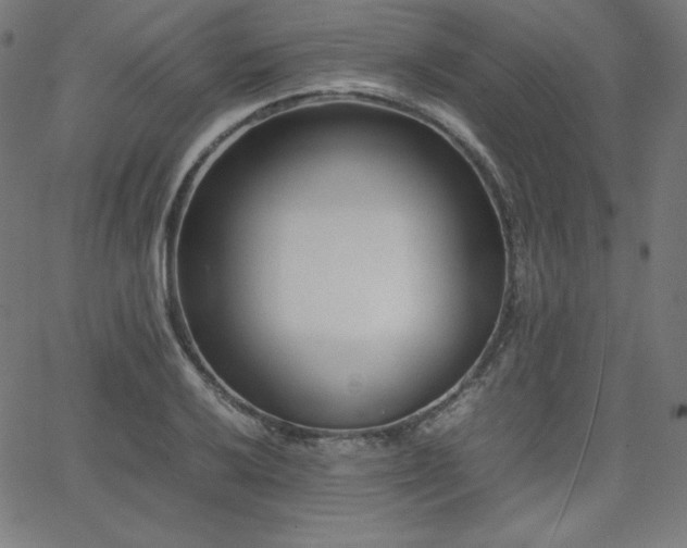 X0000066101032200603101136