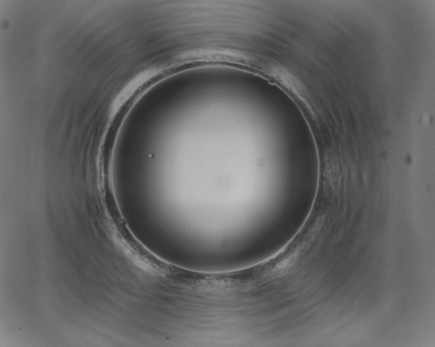 X0000066101082200603101135