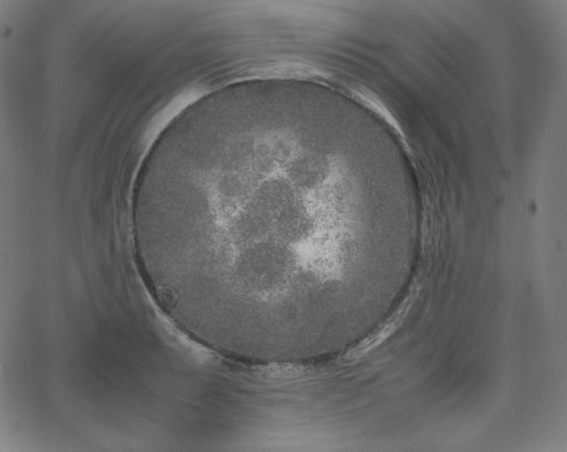 X0000066101087200603101135